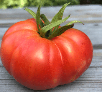 Tomato – Ponderosa Pink