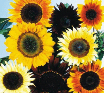 Sunflower – Mixture