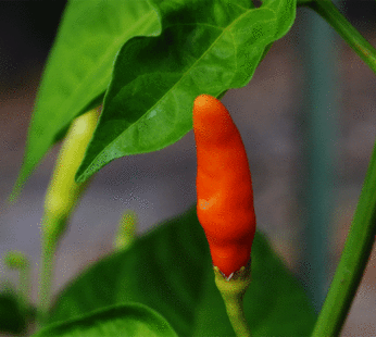 Hot Pepper – Tabasco