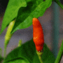 tabasco pepper
