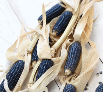 Corn – Blue Hopi