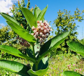 Asclepias – Common Milkweed