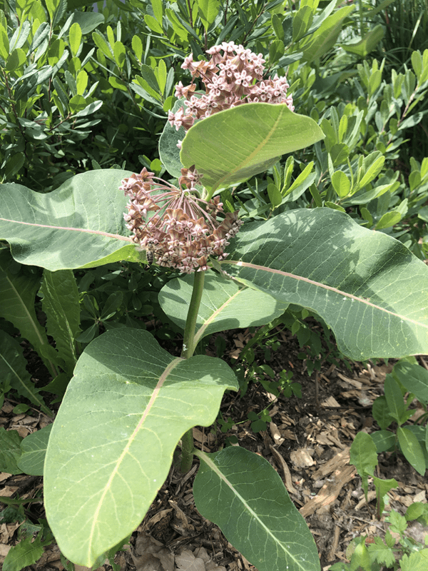 asclepias common milkweed