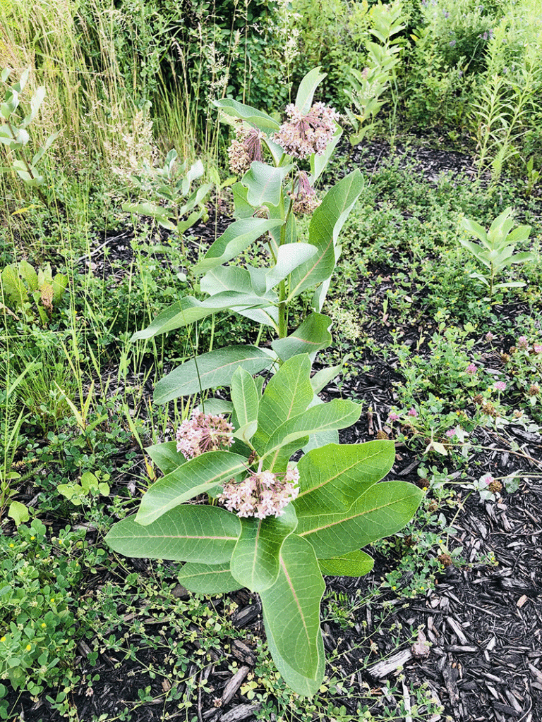 Asclepias - Common Milkweed seeds - Heirloom Seeds Canada