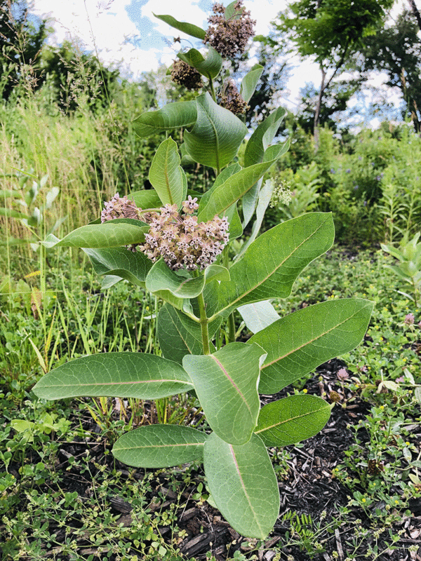 Asclepias common milkweed