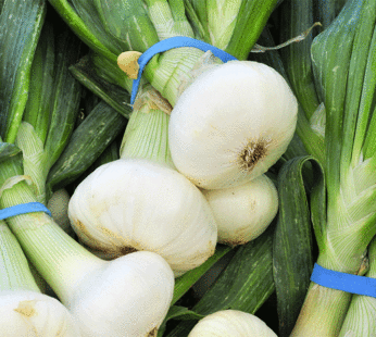 Onion – Bianca di Maggio Cipollini