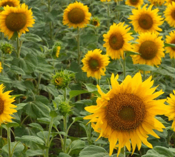 Sunflower – Black Oil