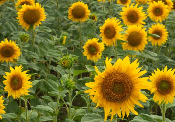 black oil sunflower