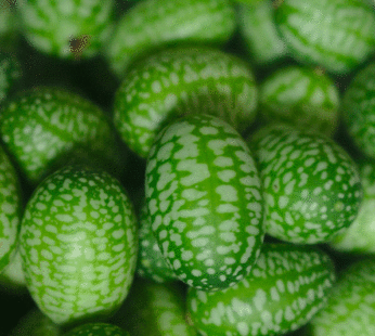 Cucumber – Cucamelon
