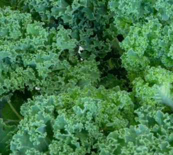 Kale – Dwarf Siberian Imp.