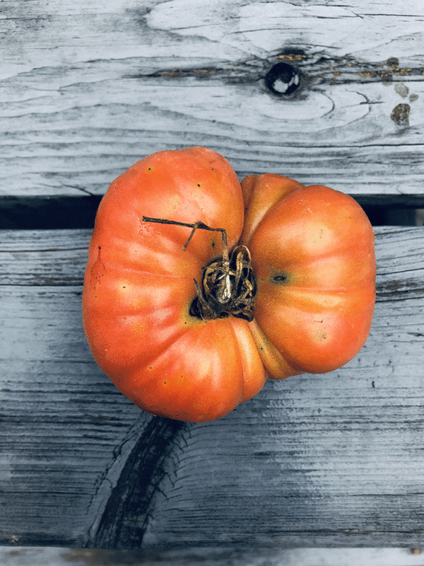 mémé de beauce tomato