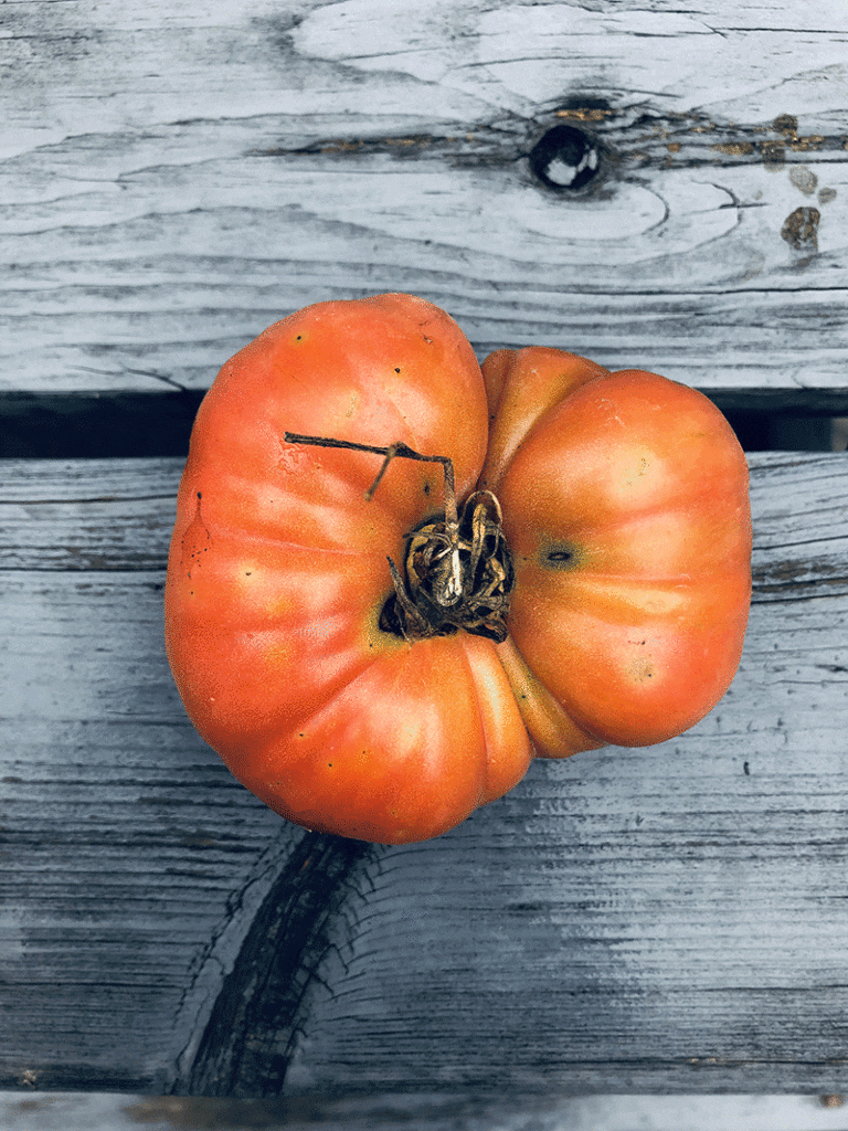 Tomato M m De Beauce Seeds Heirloom Seeds Canada tomato-m-m-de-beauce-seeds-heirloom-seeds-canada
