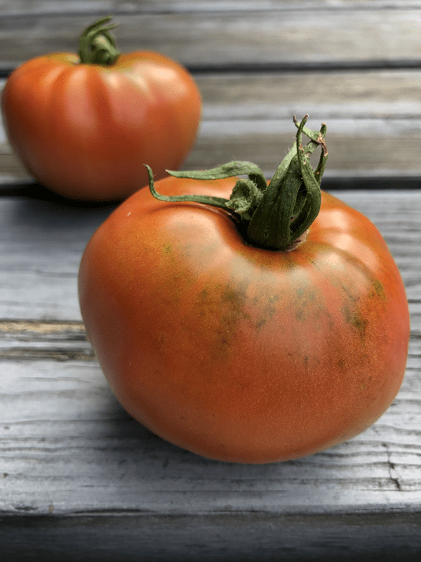 moskvich tomato