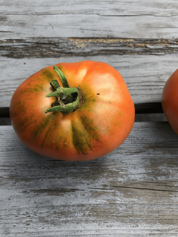 moskvich tomato