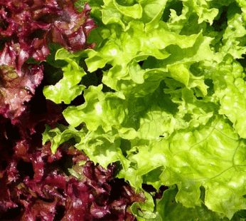 Lettuce – Salad Bowl Blend Red and Green