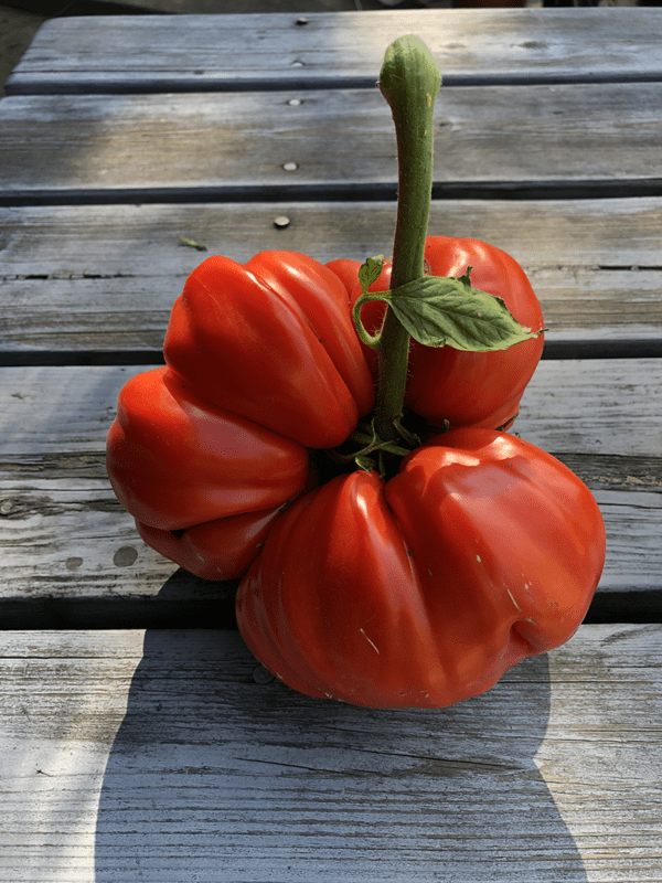 sicilian saucer tomato