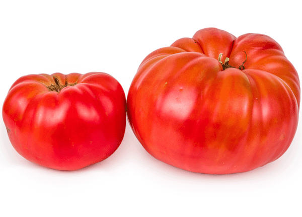 sicilian saucer tomato