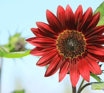 Sunflower – Velvet Queen
