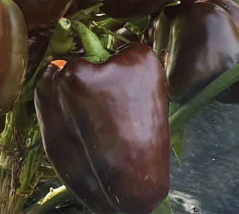 Pepper – Chocolate Beauty