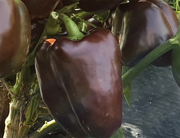 sweet bell pepper chocolate beauty