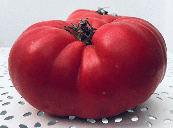 tomato mémé de beauce