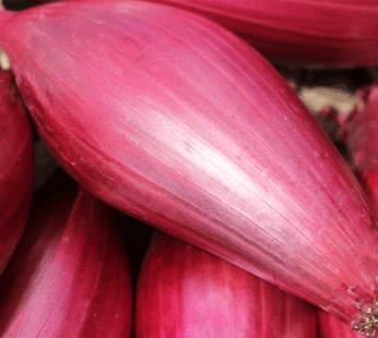 Onion – Red Tropeana Lunga