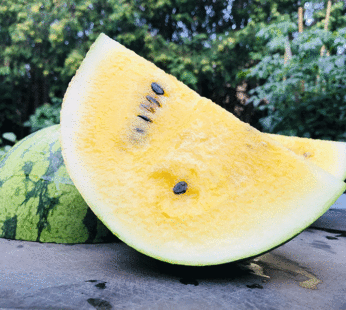 Melon – Petite Yellow Watermelon