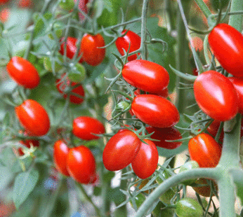 Tomato – Baby Roma red