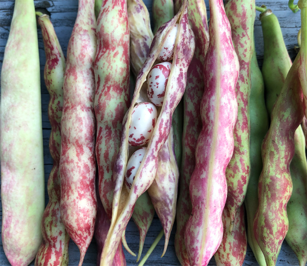bean taylor horticultural