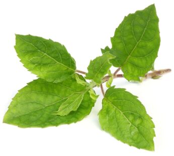 Basil – Holy Tulsi