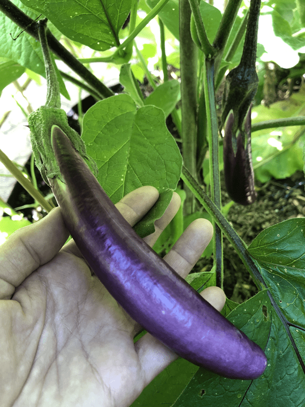 ping tung eggplant