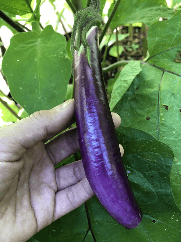 ping tung eggplant