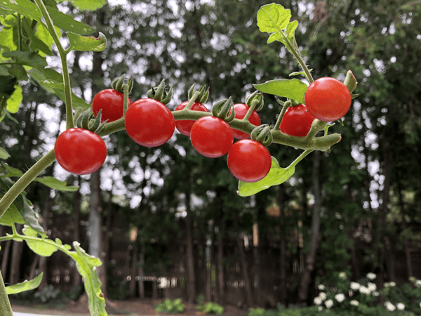 tomato matt's wild cherry
