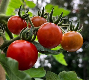 Tomato – Cherry – Matt’s Wild Cherry