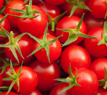 Tomato – Cherry – Tiny Tim