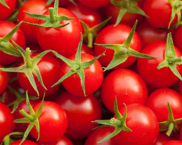 cherry tomato tiny tim