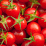cherry tomato tiny tim