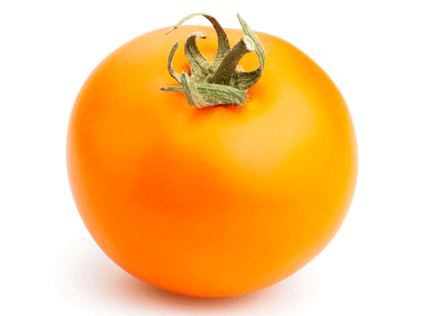 tomato orange queen