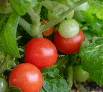 Tomato – Cherry – Red Robin