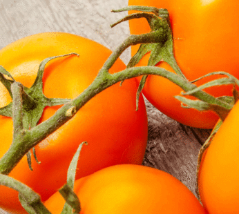 Tomato – Mini Orange