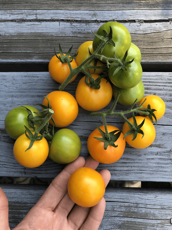 tomate mini orange