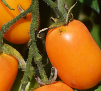 Tomato – Roma Orange