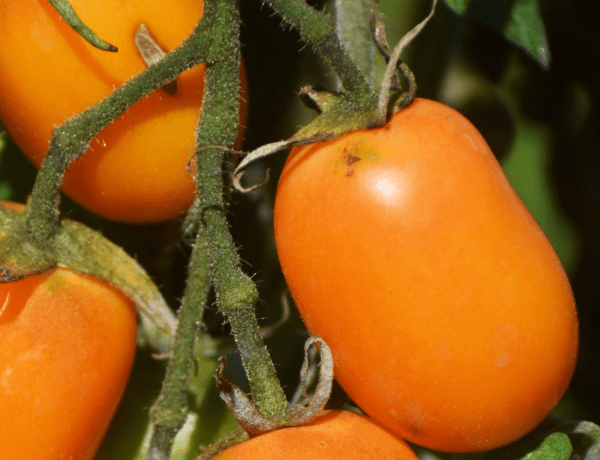 orange roma tomato