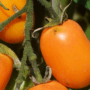 orange roma tomato