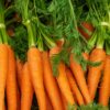 A Guide to Growing Carrots