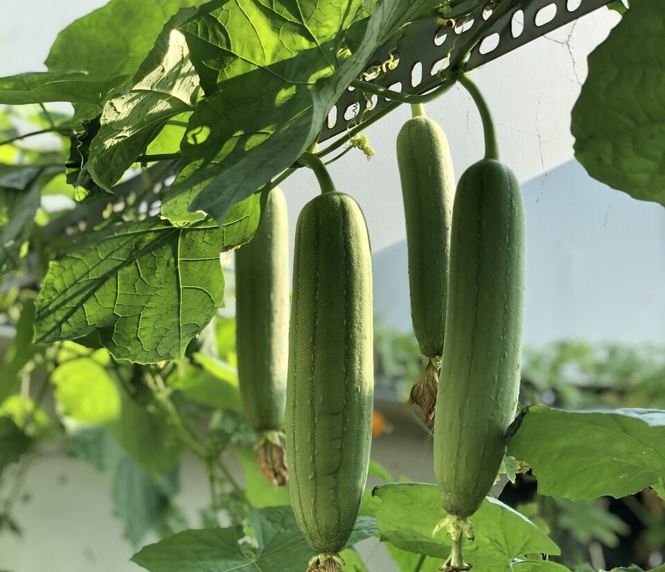 The Fascinating Luffa Gourd: History, Growing Tips, and Uses