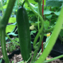 cucumber lebanese muncher