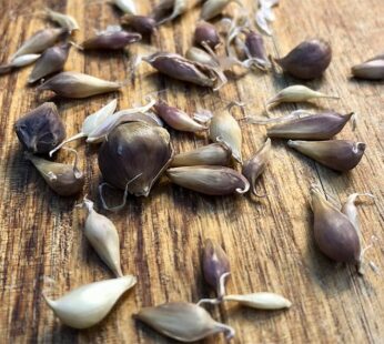 Garlic – Bulbils (harvest the 3rd year)