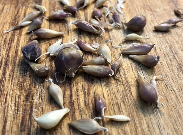 garlic bulbils