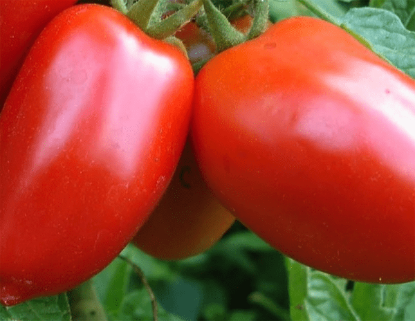 super italian paste tomato